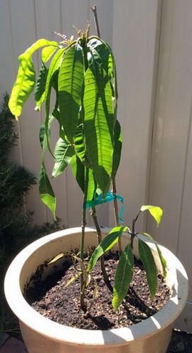Gardening From the Grocery Store - MANGOS : 9 Steps (with Pictures) -  Instructables