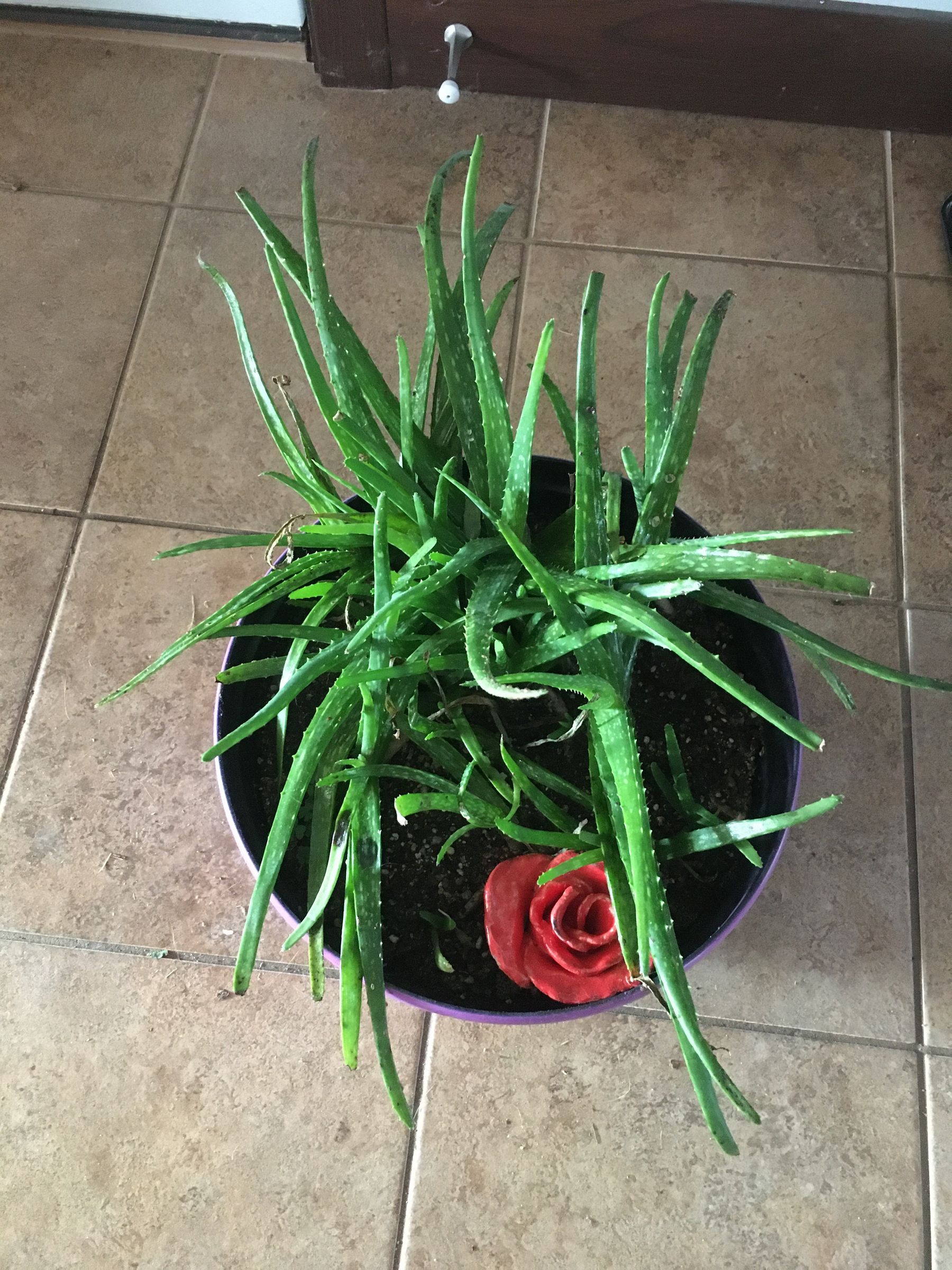 rubber plant indoor plant Ficus Ruby Rubber Tree  Lakewood Plant Company