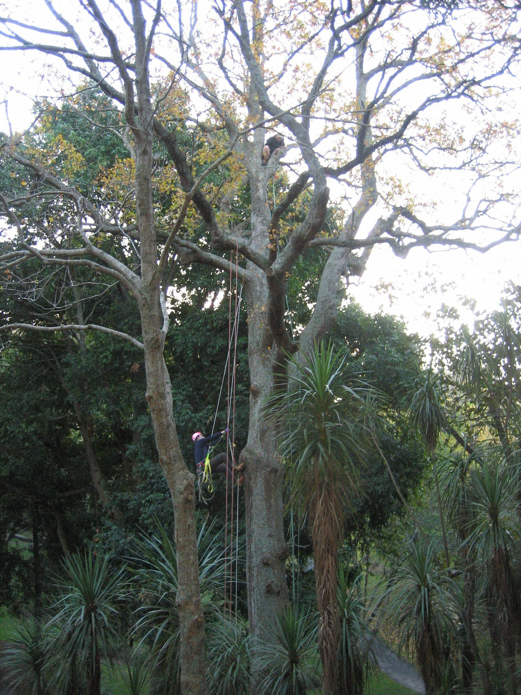 How to Get a Rope Into a Tree (without Climbing It)