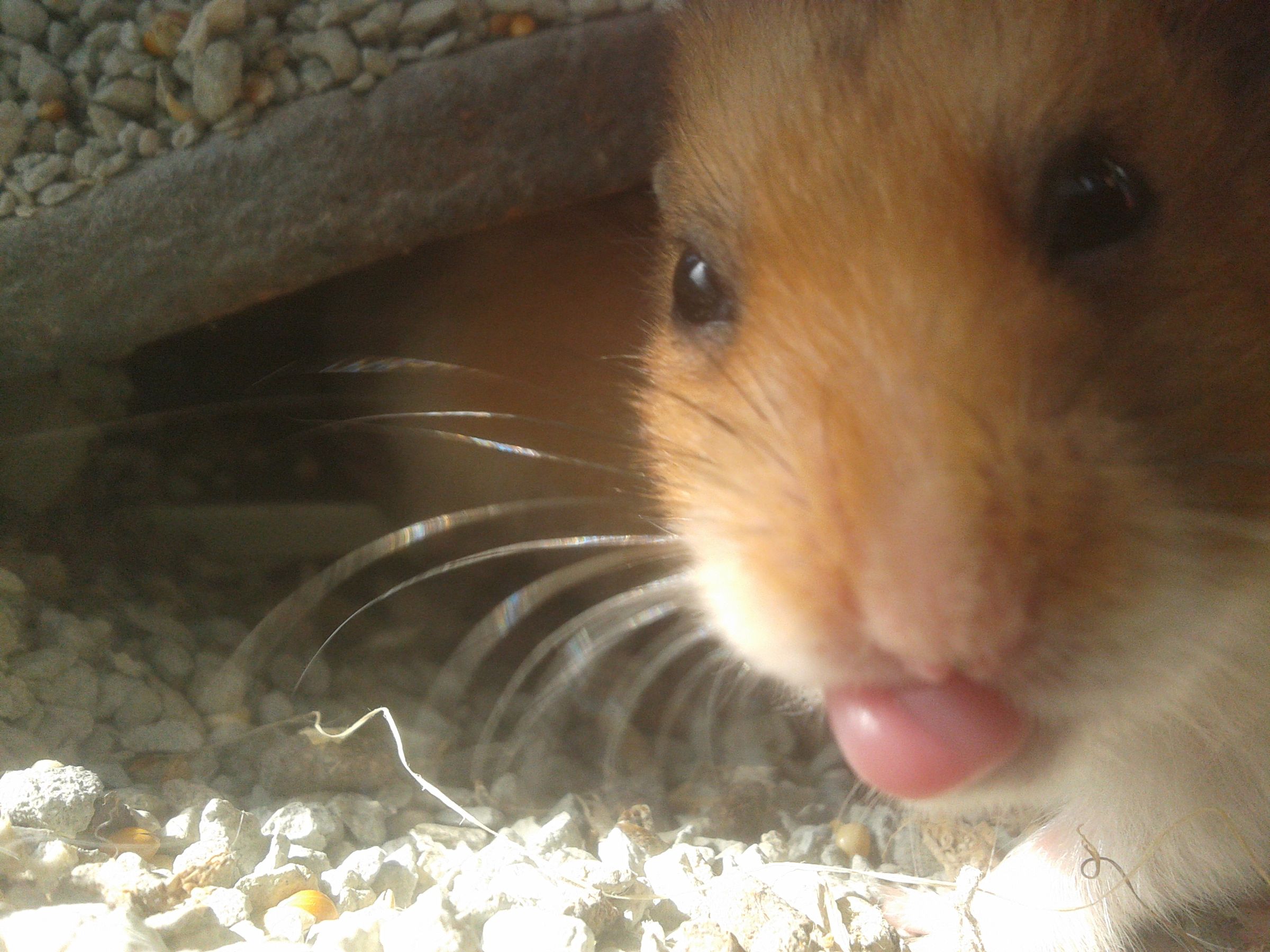 Single Hamster Cage