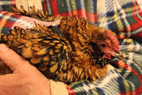 Caring for Chickens in Cold Weather, Cockerels in Coats. Coq Au Manteau D'hiver. Gallo En Abrigo De Invierno