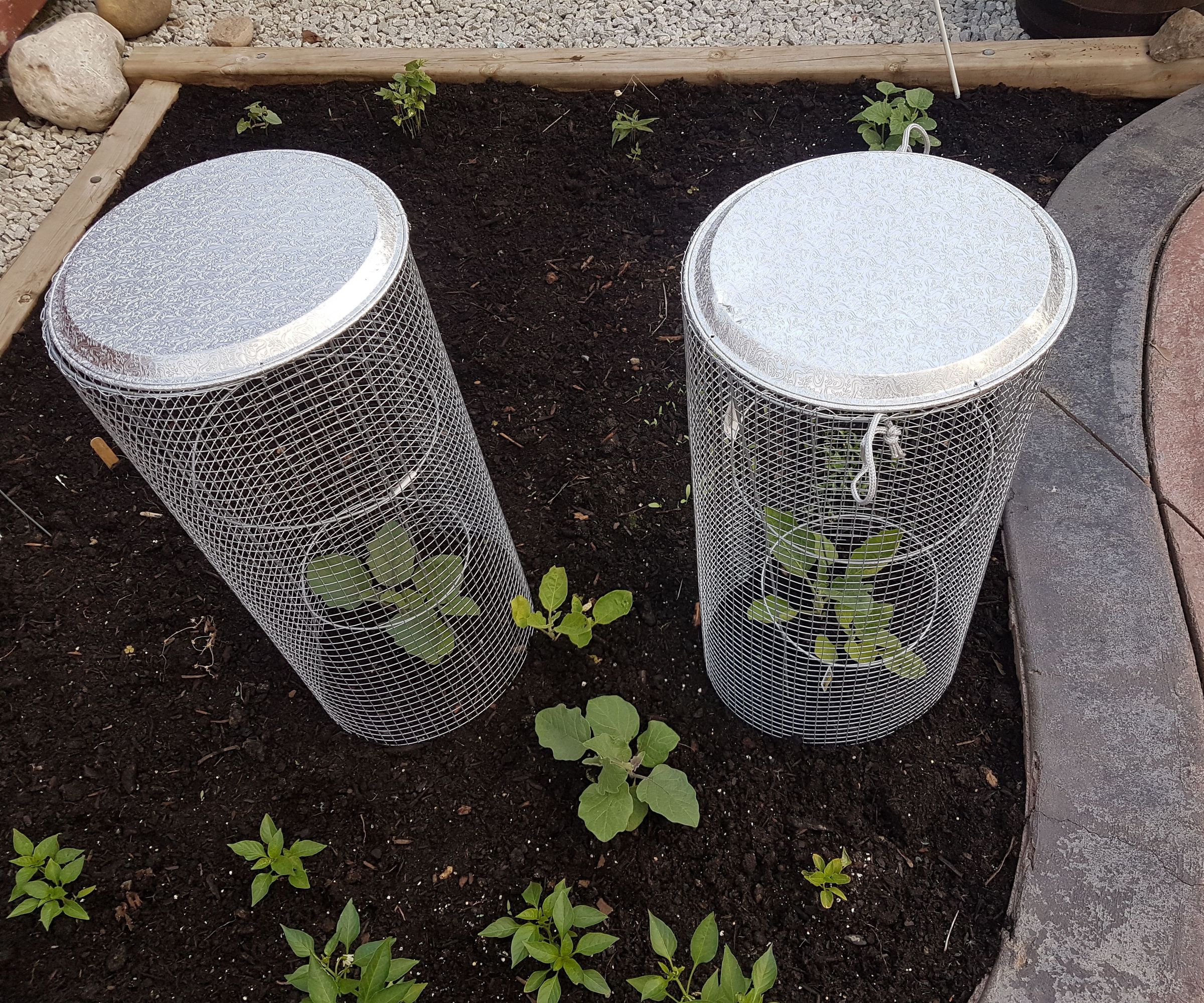 Vegetable / Fruit Plant Cage