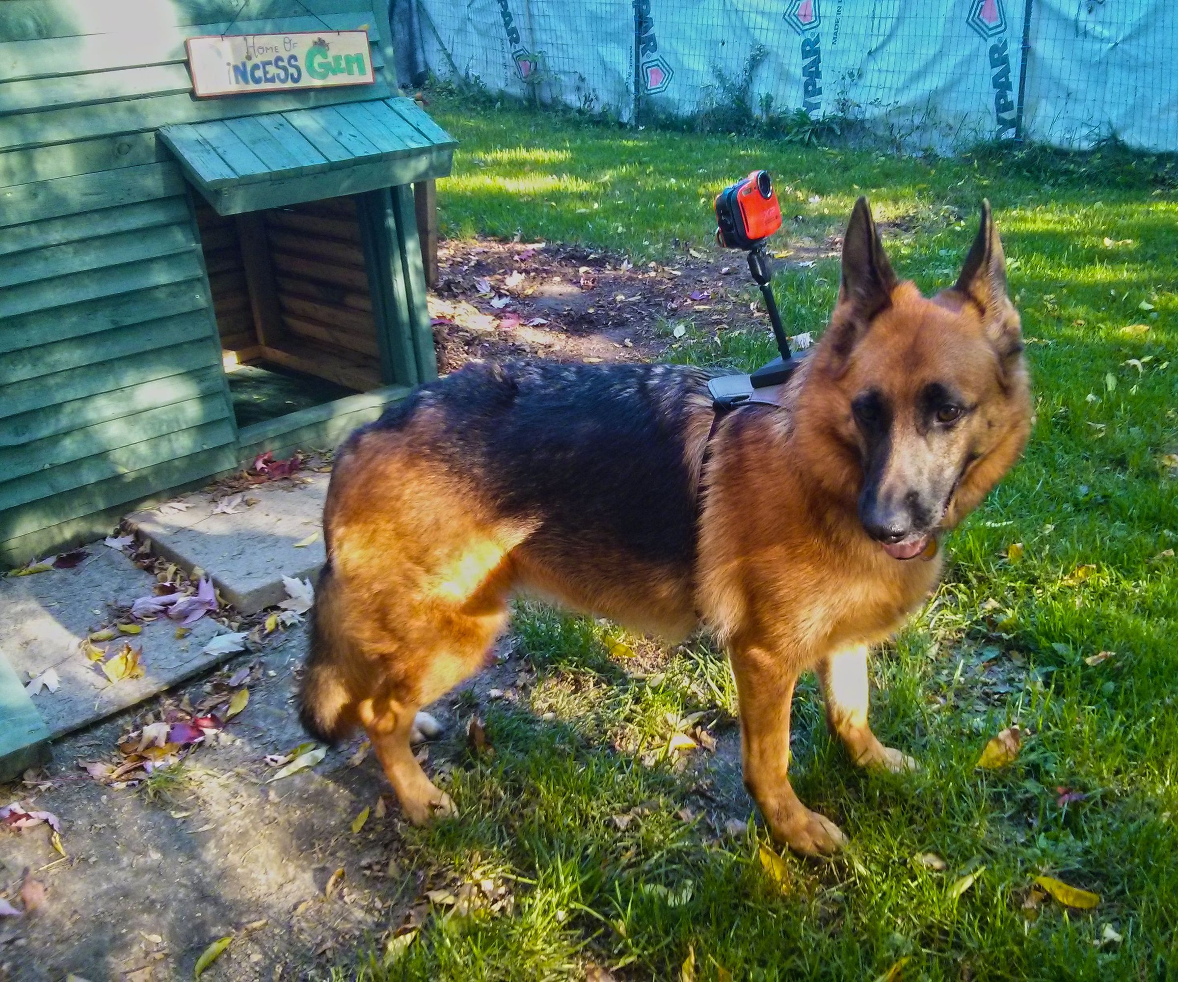 Dog's Back Mounted Leather Camera Harness