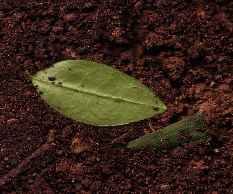 Build a Rhizotron! (SoilCam)