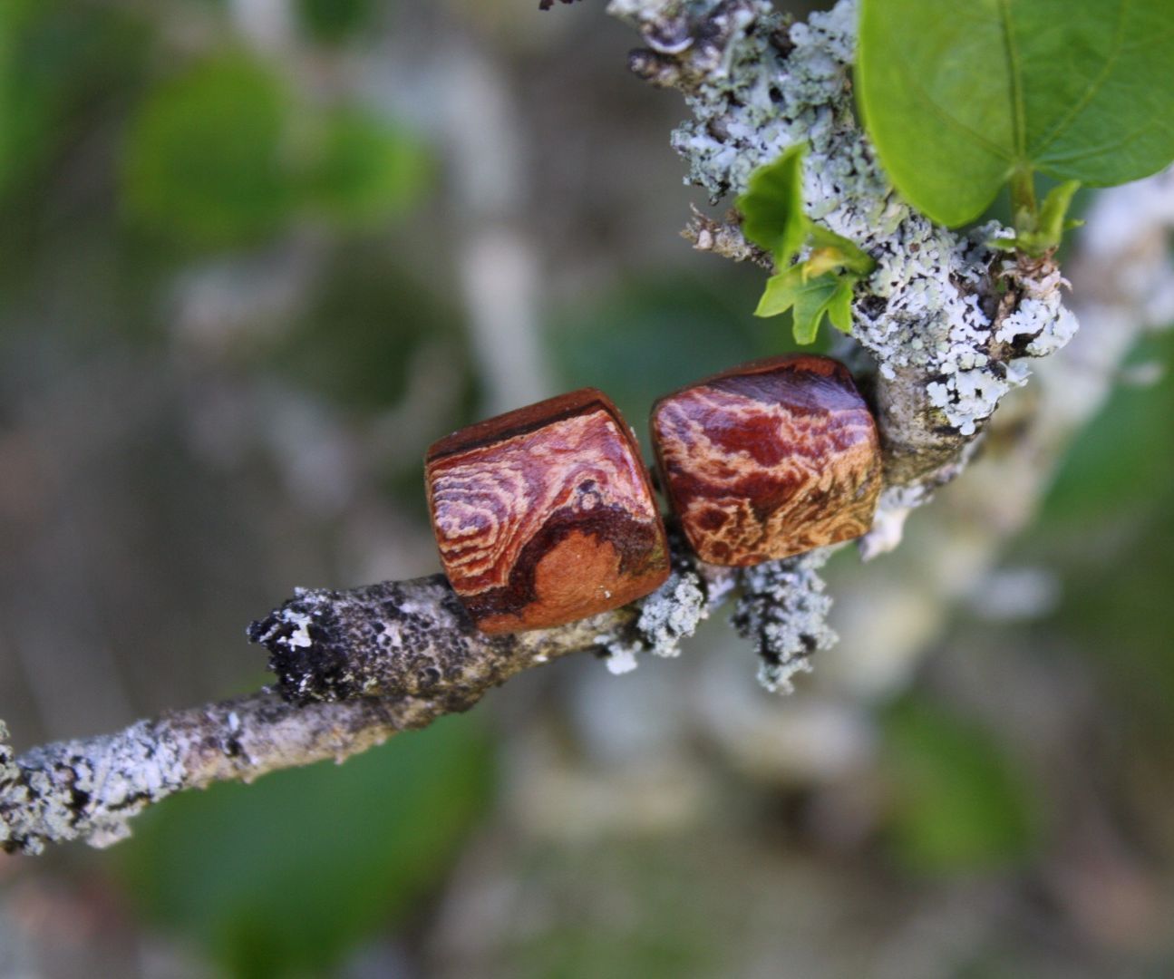 Bottle-brush Burl Wooden Earrings
