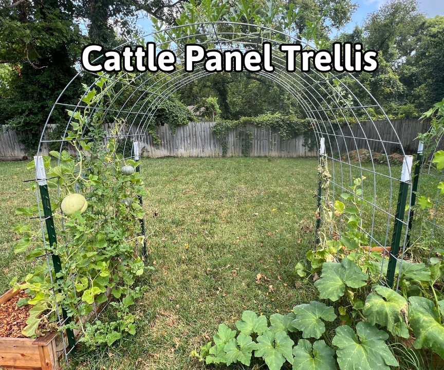 Cattle Panel Trellis