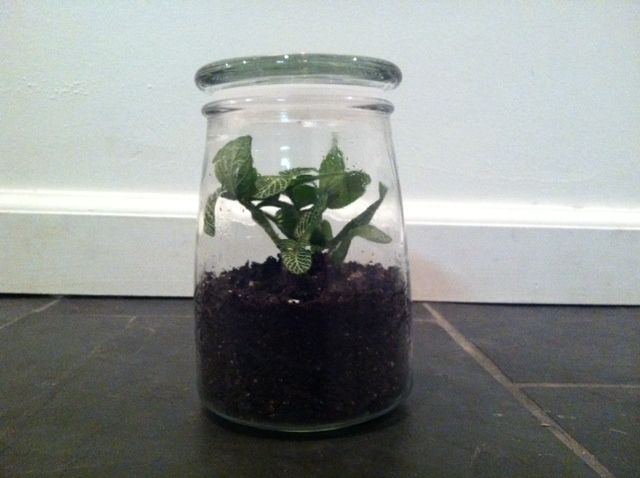 "How to Make a Terrarium" by Four Ferns Terrariums
