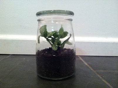 "How to Make a Terrarium" by Four Ferns Terrariums