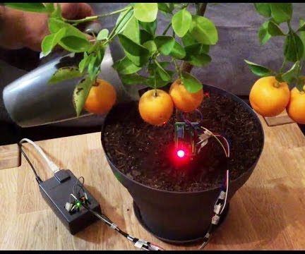  How to Make a Flower Power Like for Your Plants ?