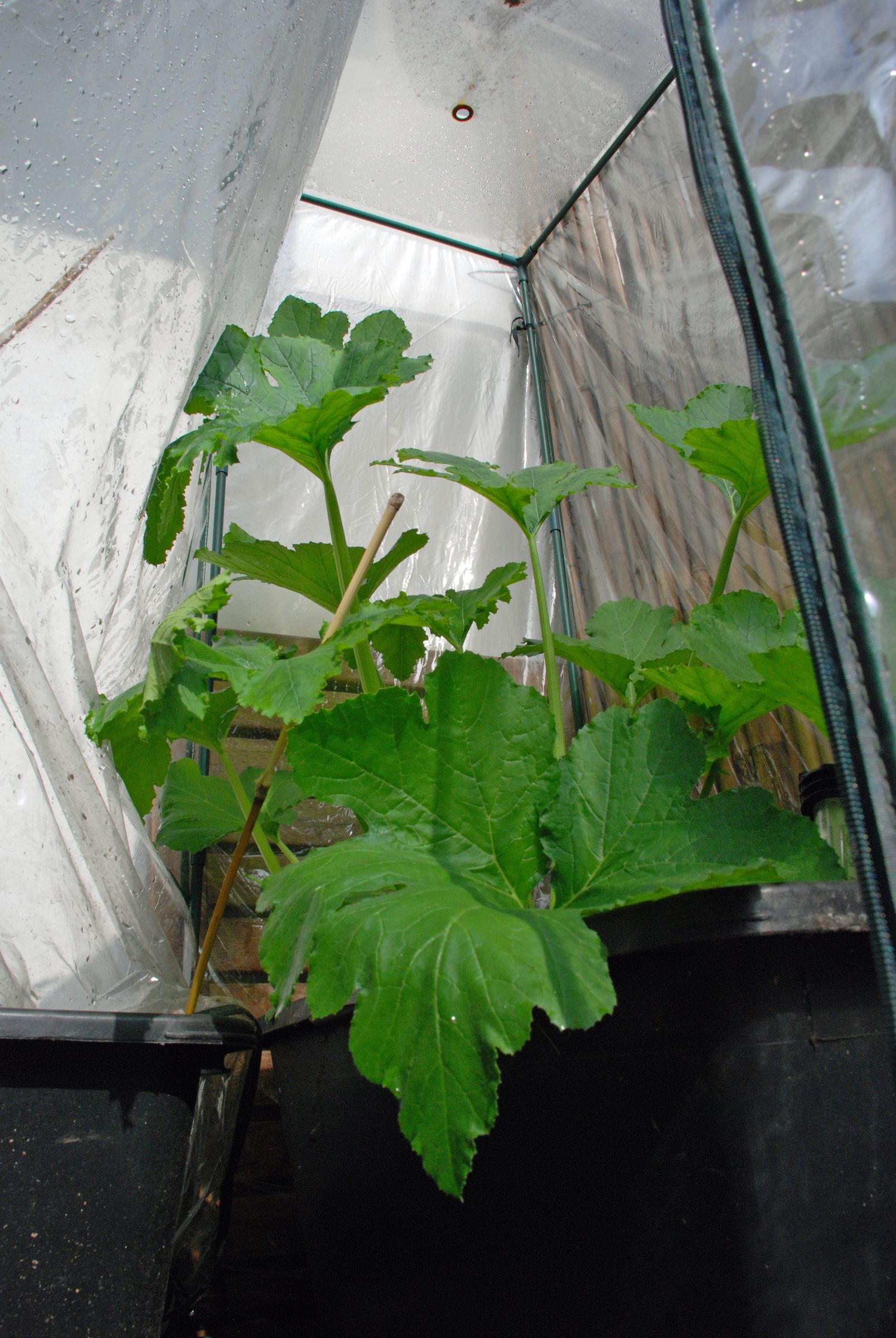 Plastic Greenhouse Example Instructables