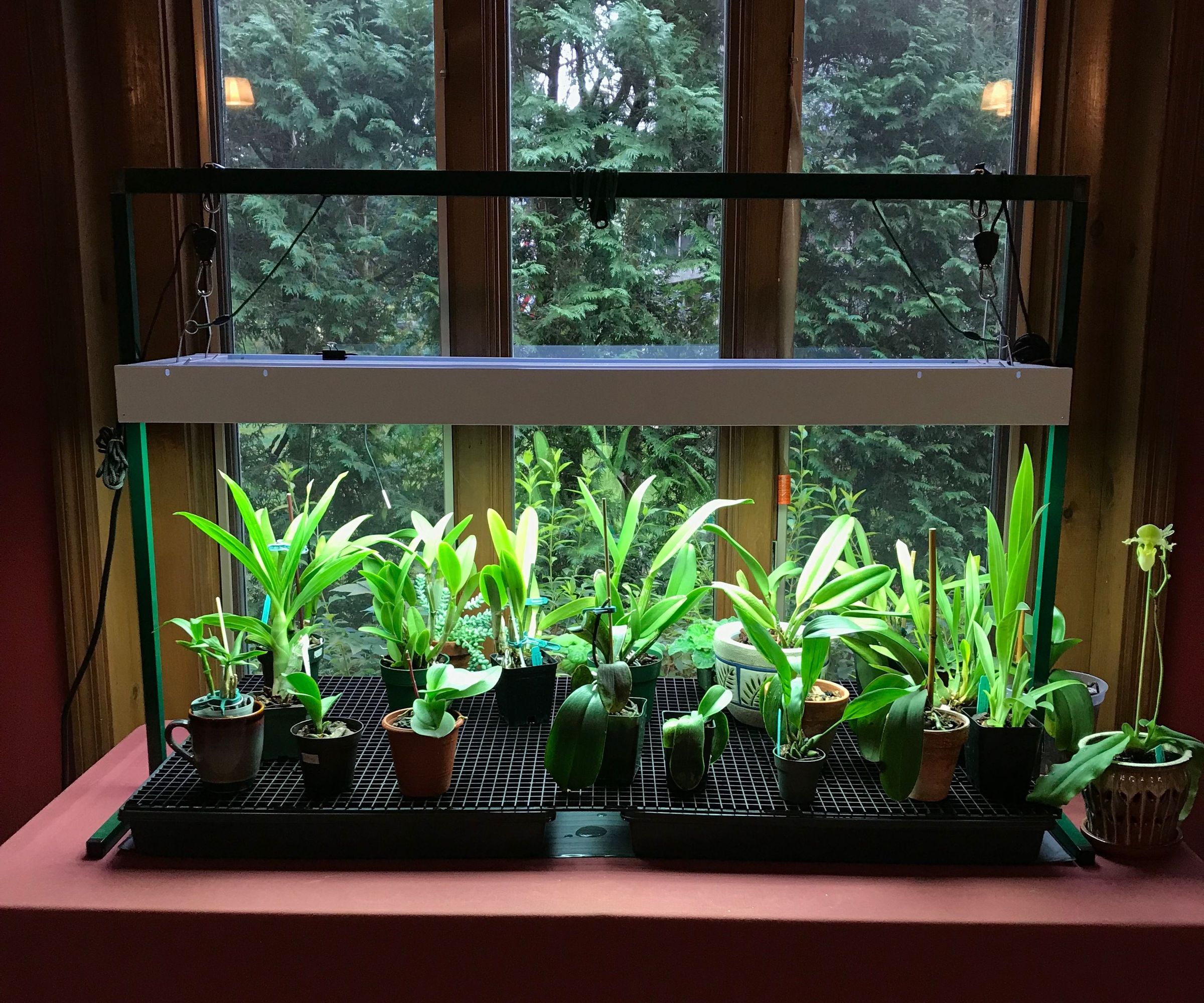 Orchid Greenhouse Table With Lights