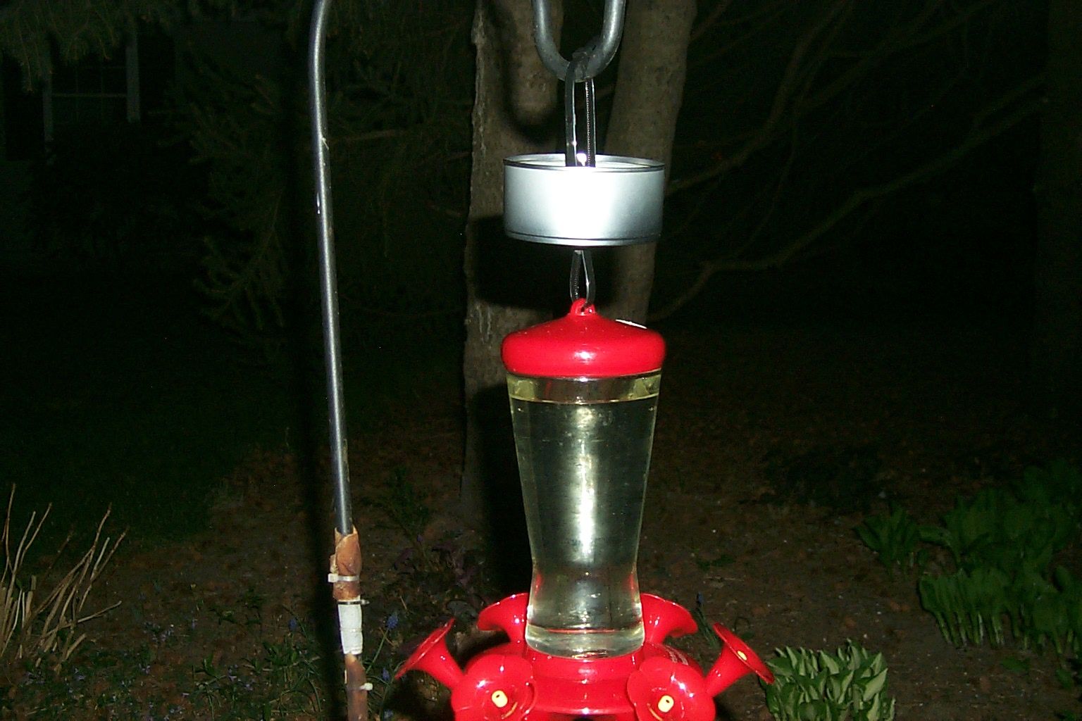 The 'Anti-Ant' Hummingbird Feeder Protector