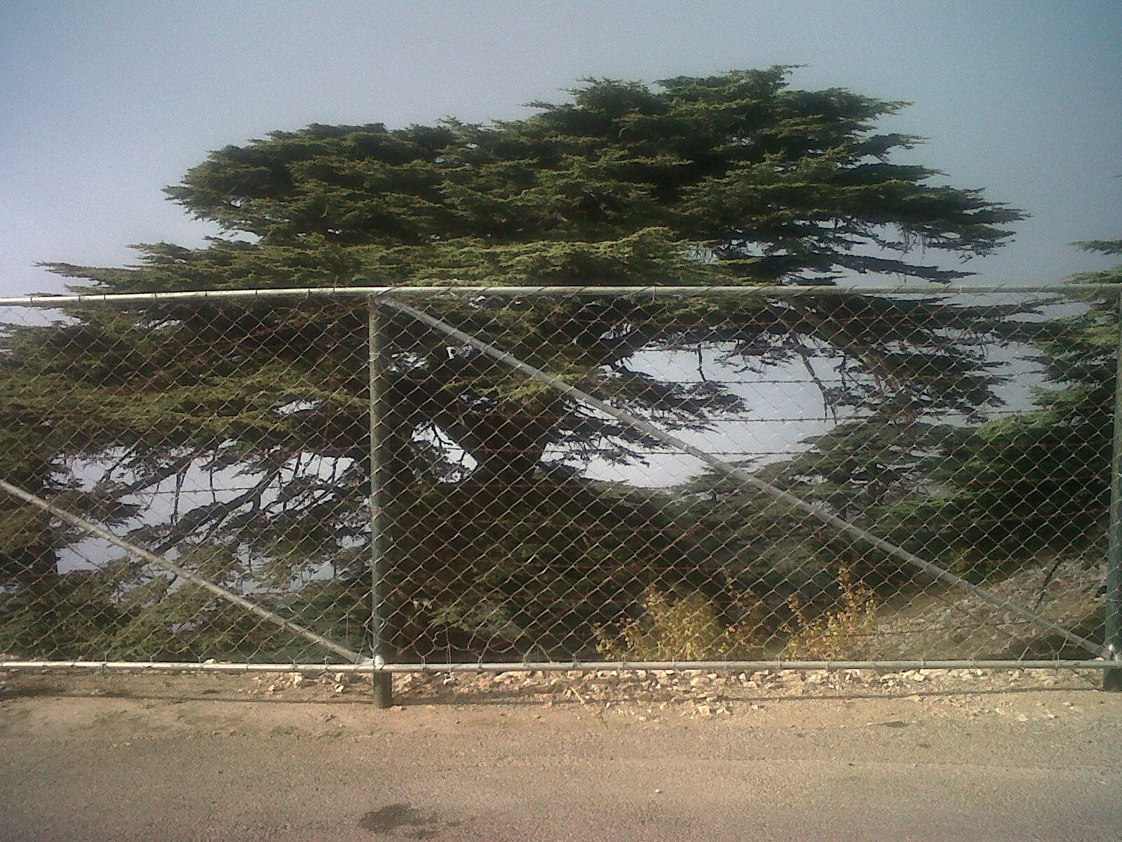 Cedars and Historic Green Places