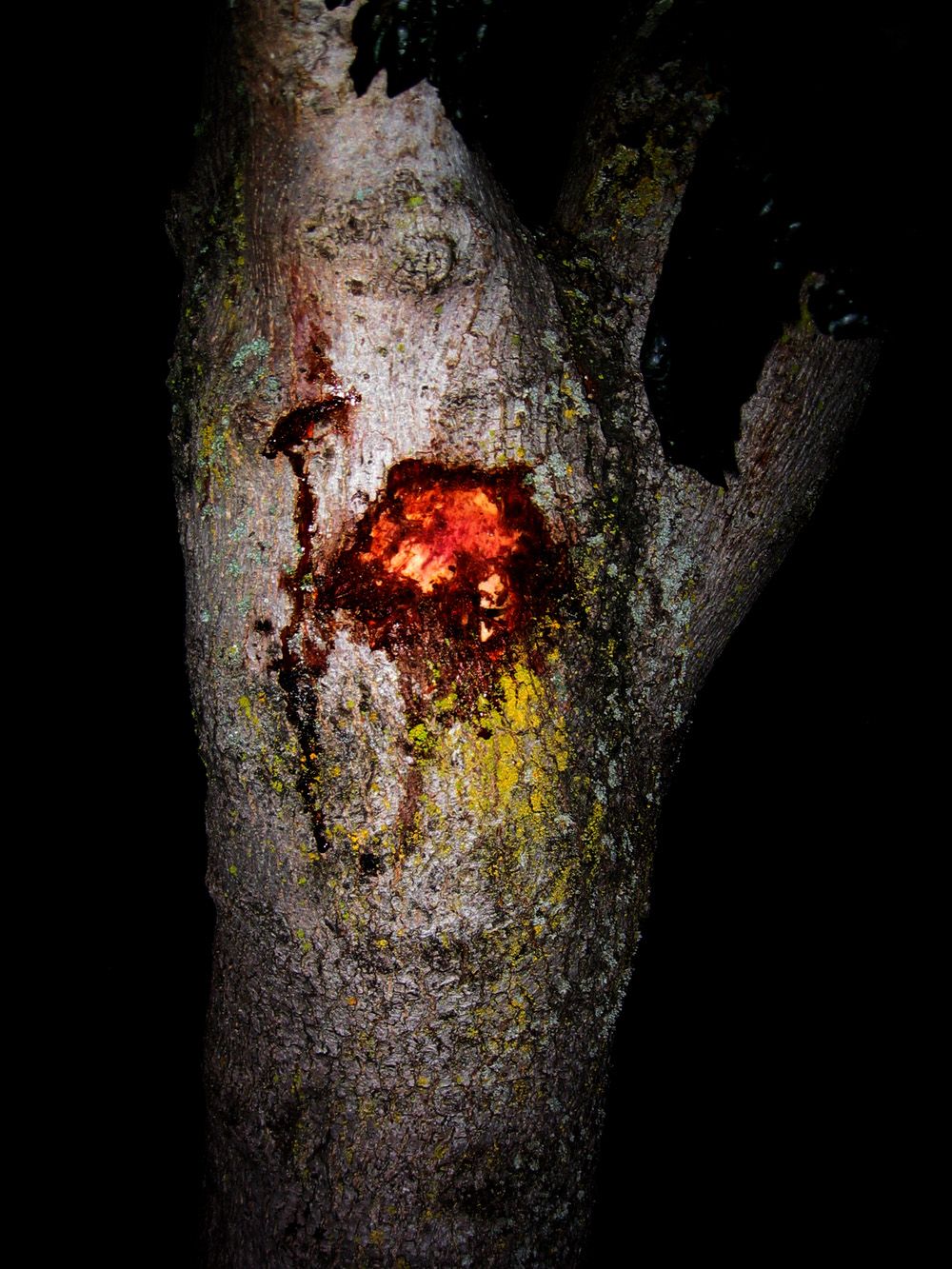 Open a Wine Bottle With a Tree