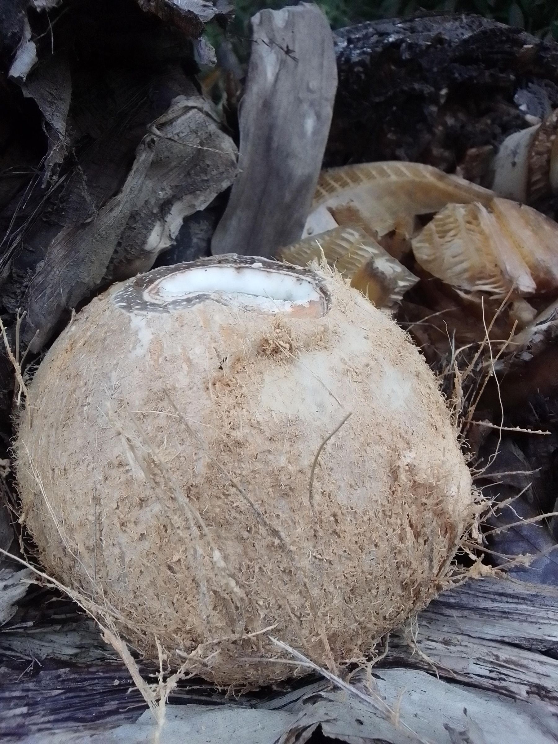 6 Easy Steps on How to Make a DIY Superbowl Out of Coconut Shells : 11 ...