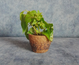 Cardboard to Plant Pots by Recycling Waste Paper Into Environment Friendly  Product : 6 Steps (with Pictures) - Instructables