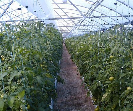 An Quick Guide to Hydroponic Nutrients Glenwood Springs