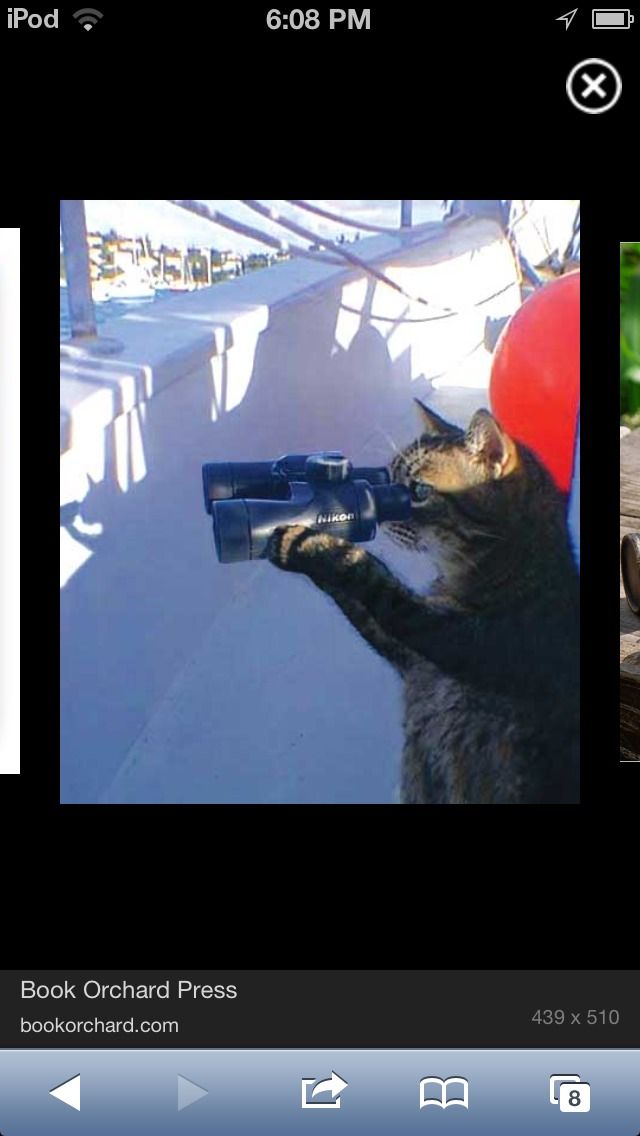 Cat Watching: a Guide to Be the Best!!