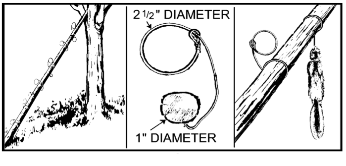 The Squirrel Snare : 5 Steps (with Pictures) - Instructables