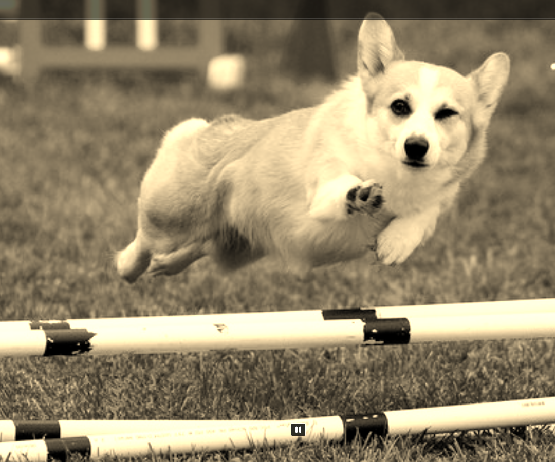 Windows Movie Maker Tutorial