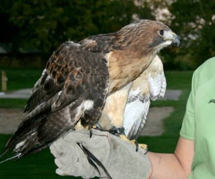 Wild Raptors - Bird Handling
