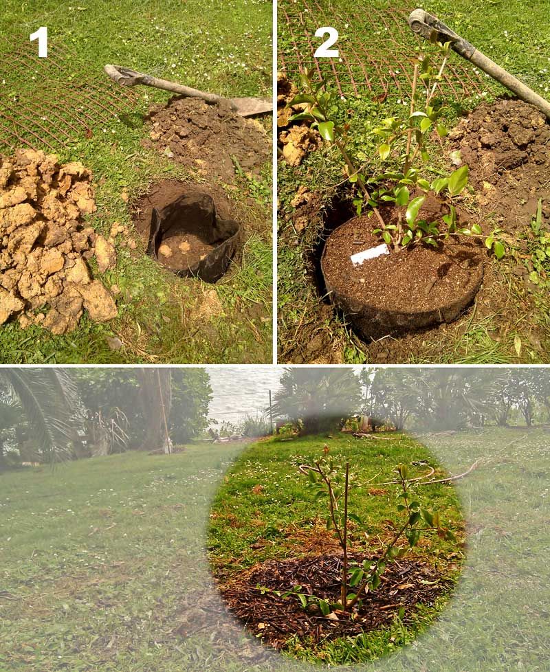 Planting Fruit Trees on Rental Property