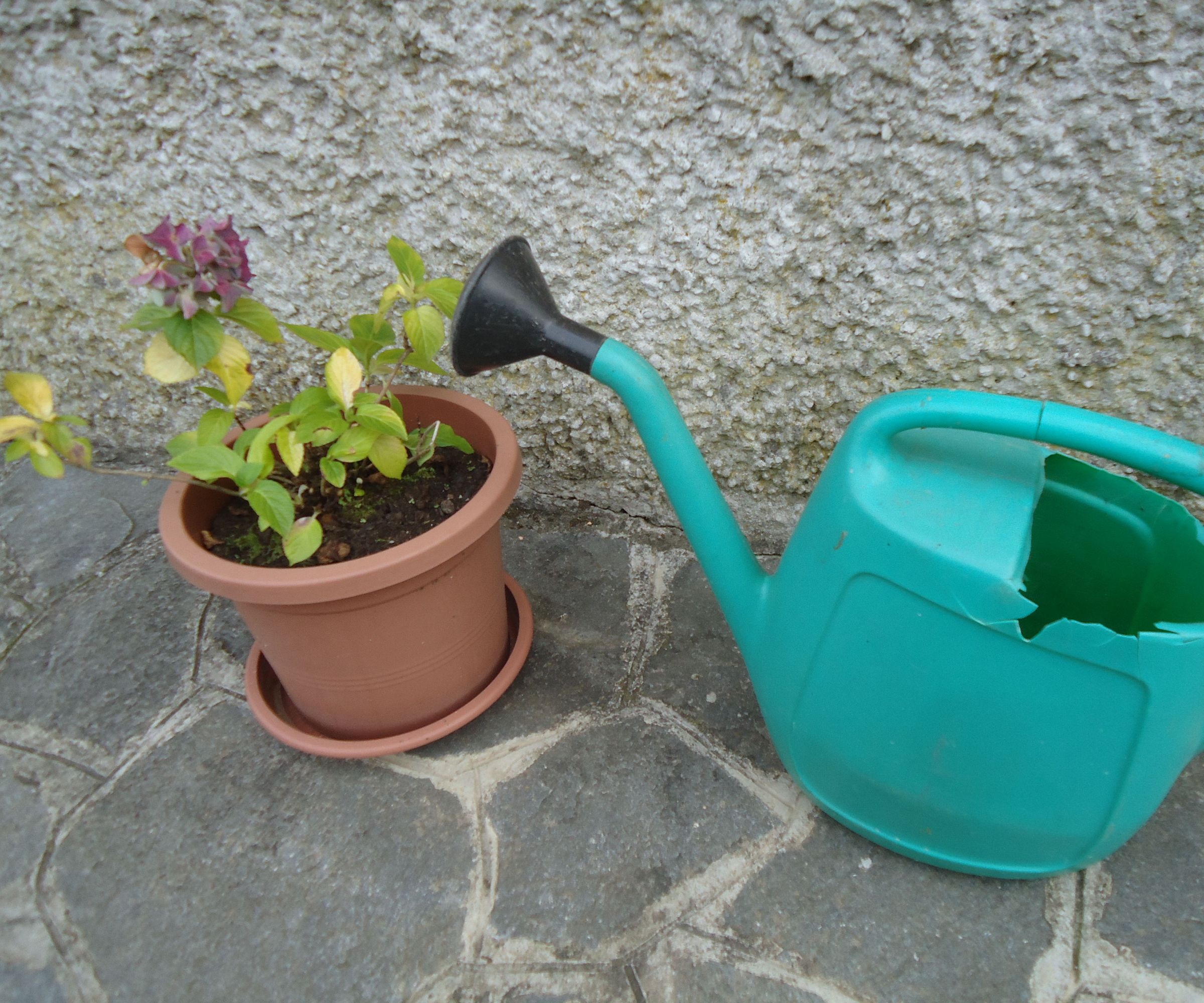 An Old Precious Watering Can