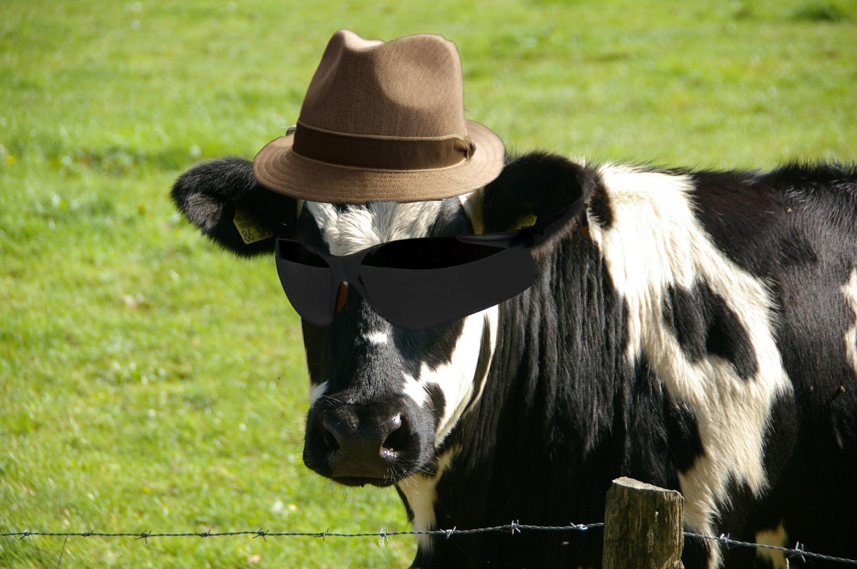 Relevant_cow