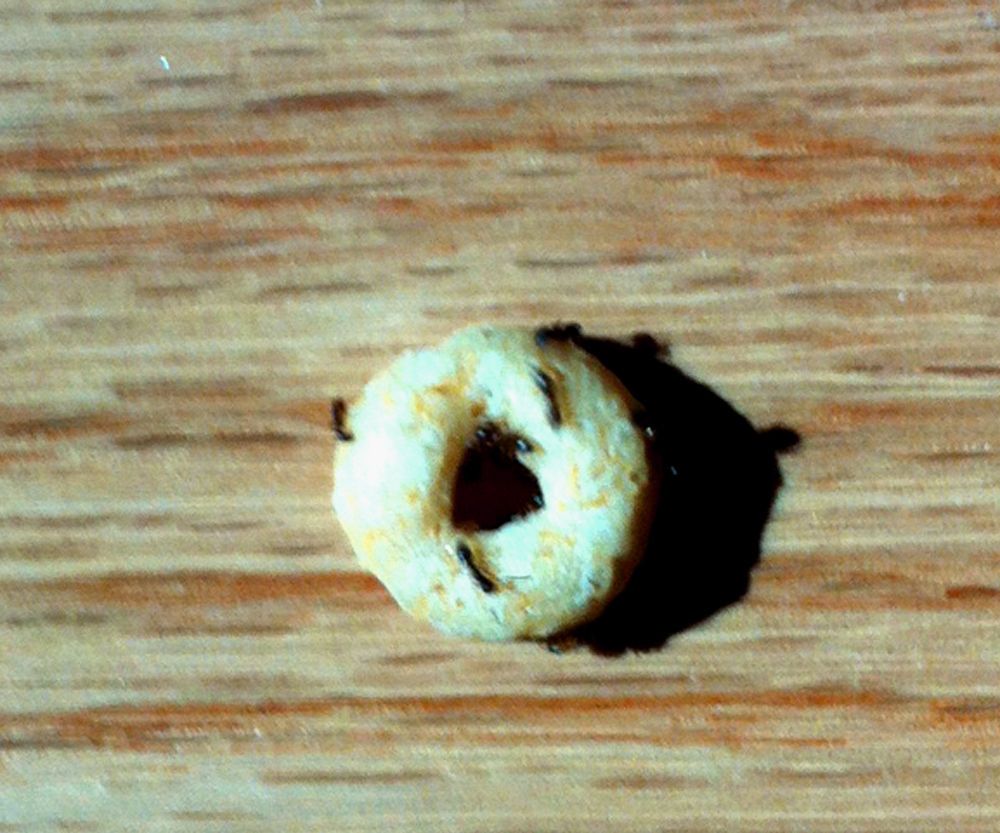 Cheerio Ant Feeder