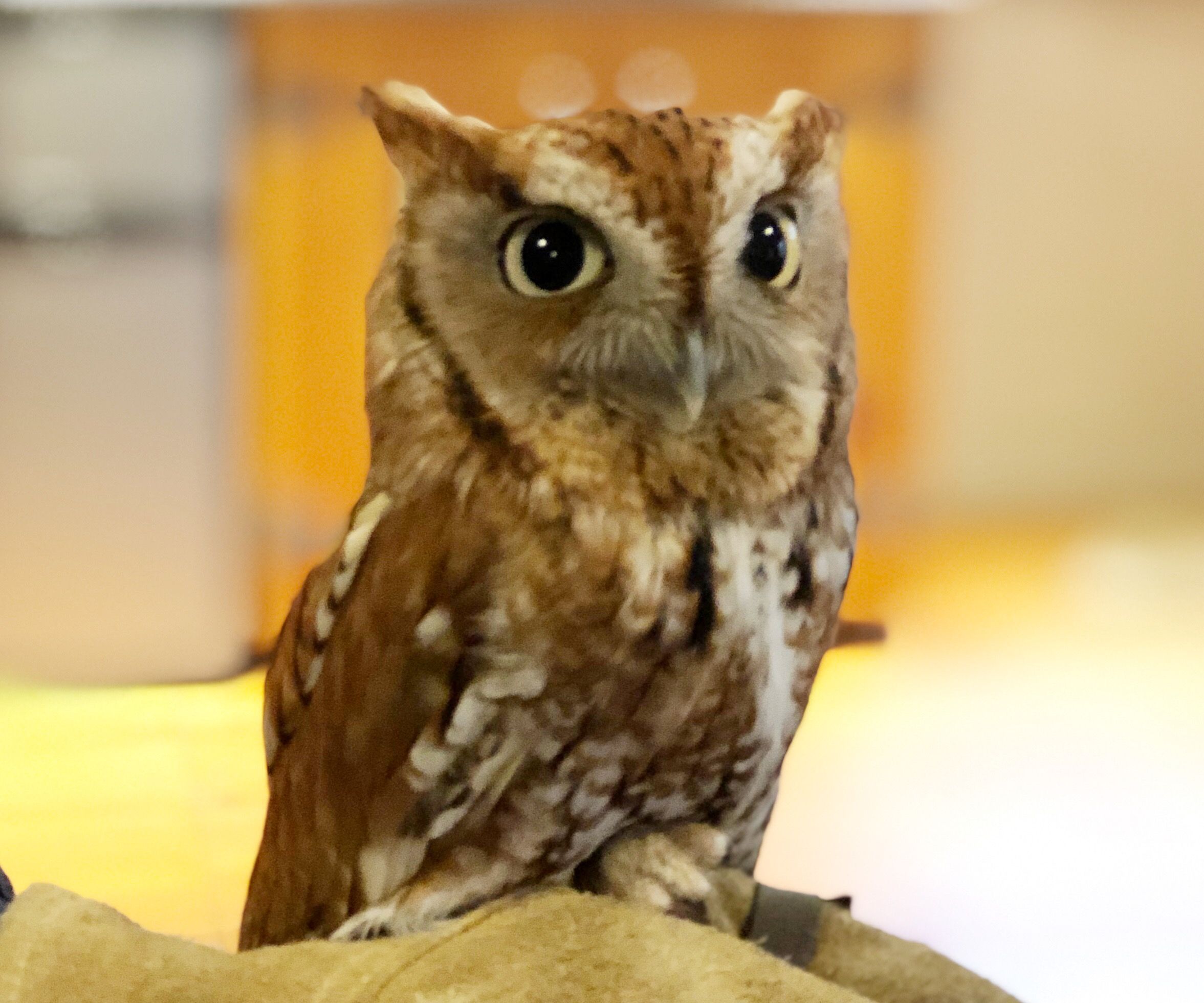 Owl Pellet Dissection