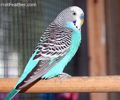 How to Tame Your Budgie 100% Works