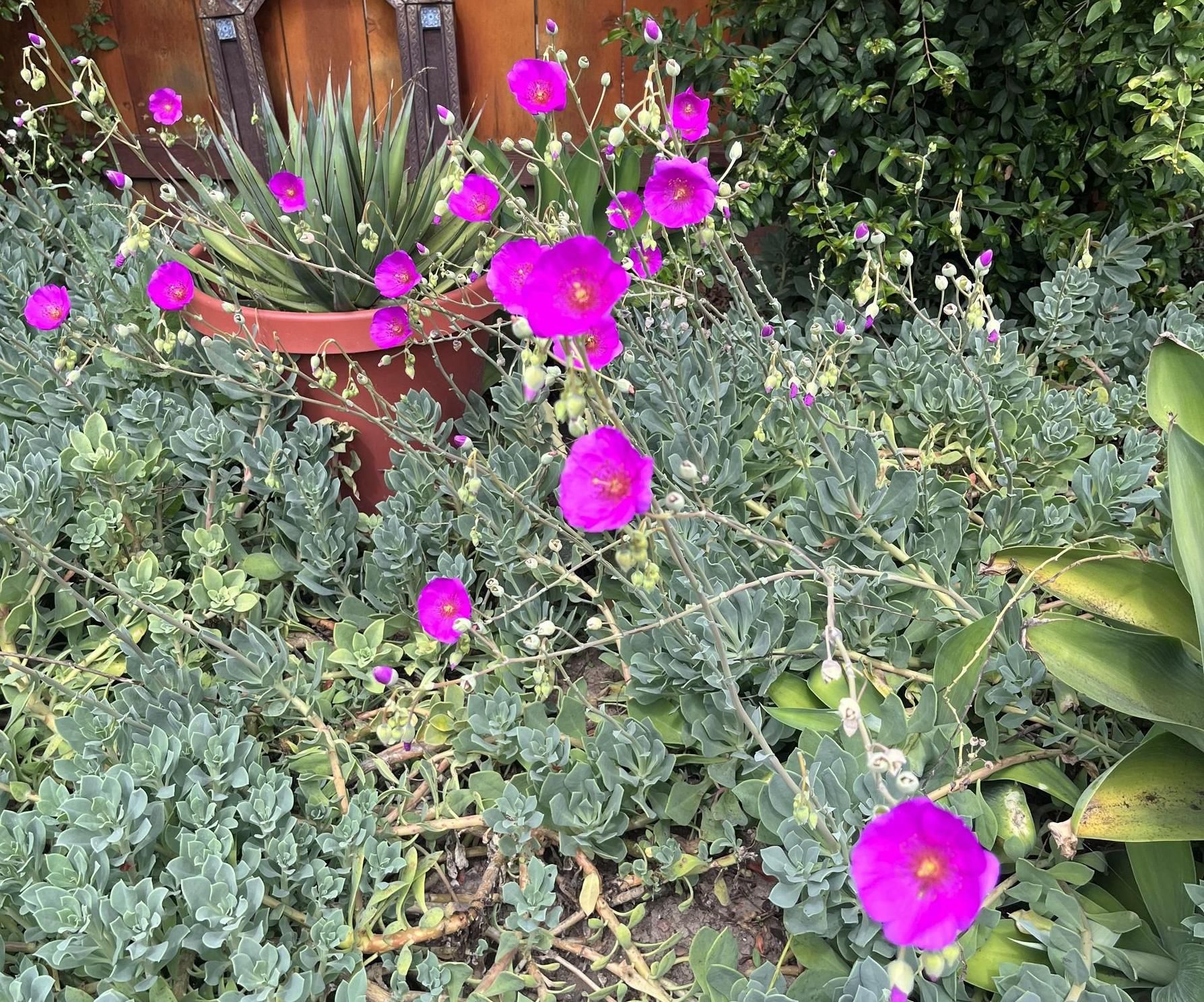 Gardening & Plants