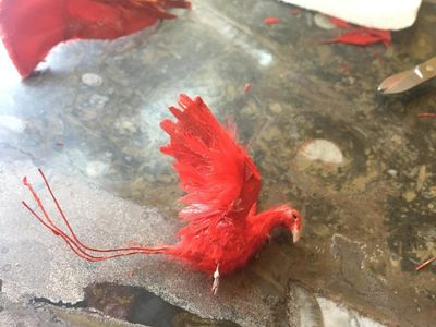 Feathers - Wings