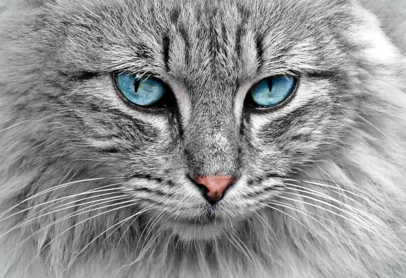 Cat_at_heart