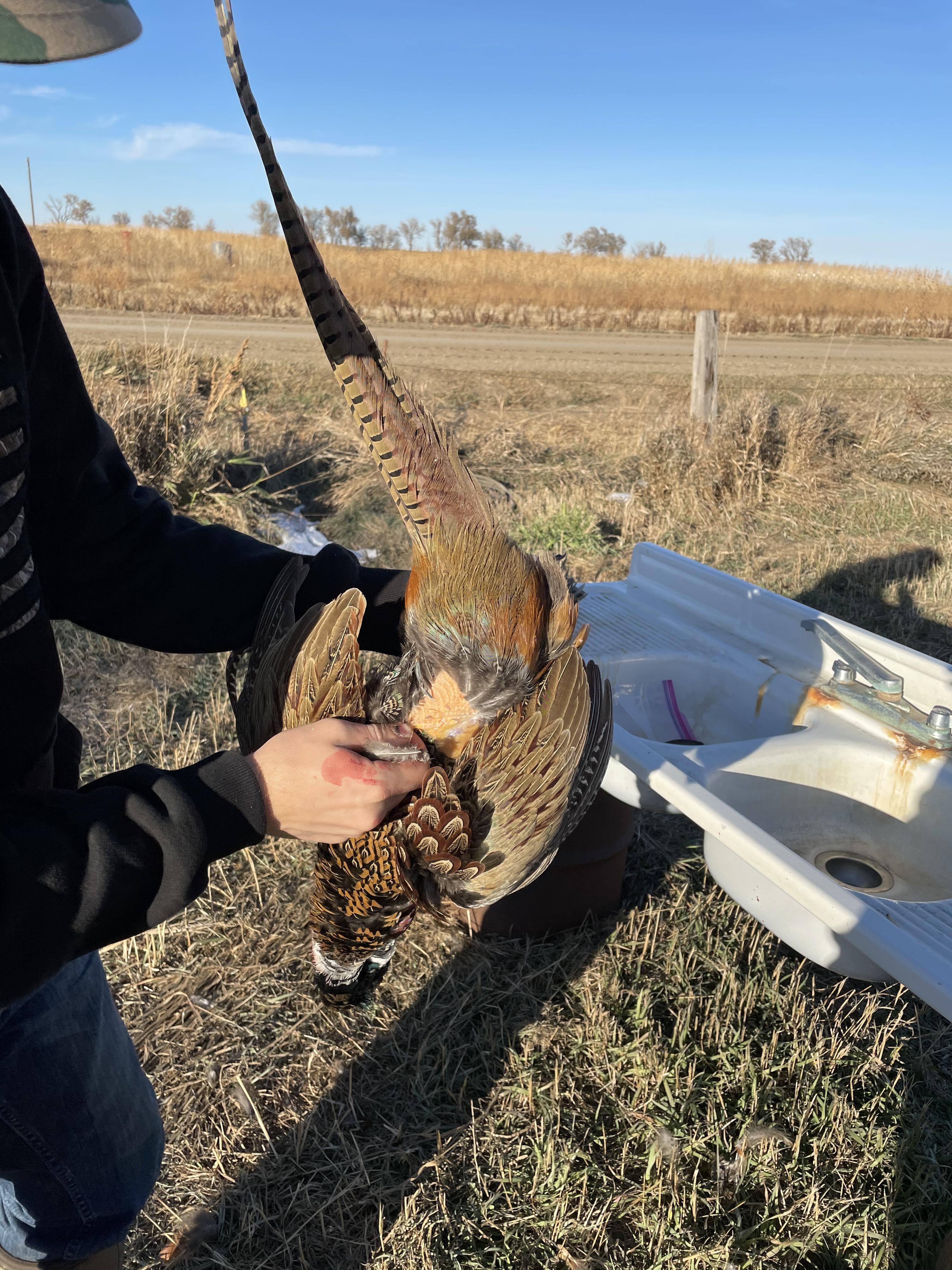 How to Clean a Pheasant 3 Steps Instructables