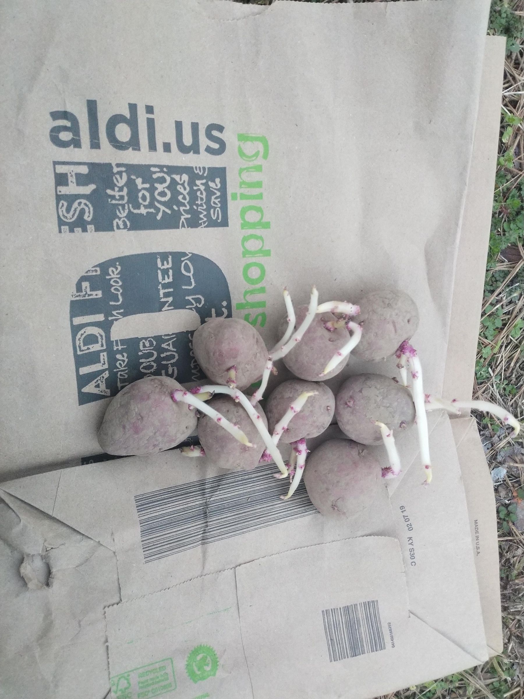 Growing Paper Bag Potatoes : 5 Steps (with Pictures) - Instructables