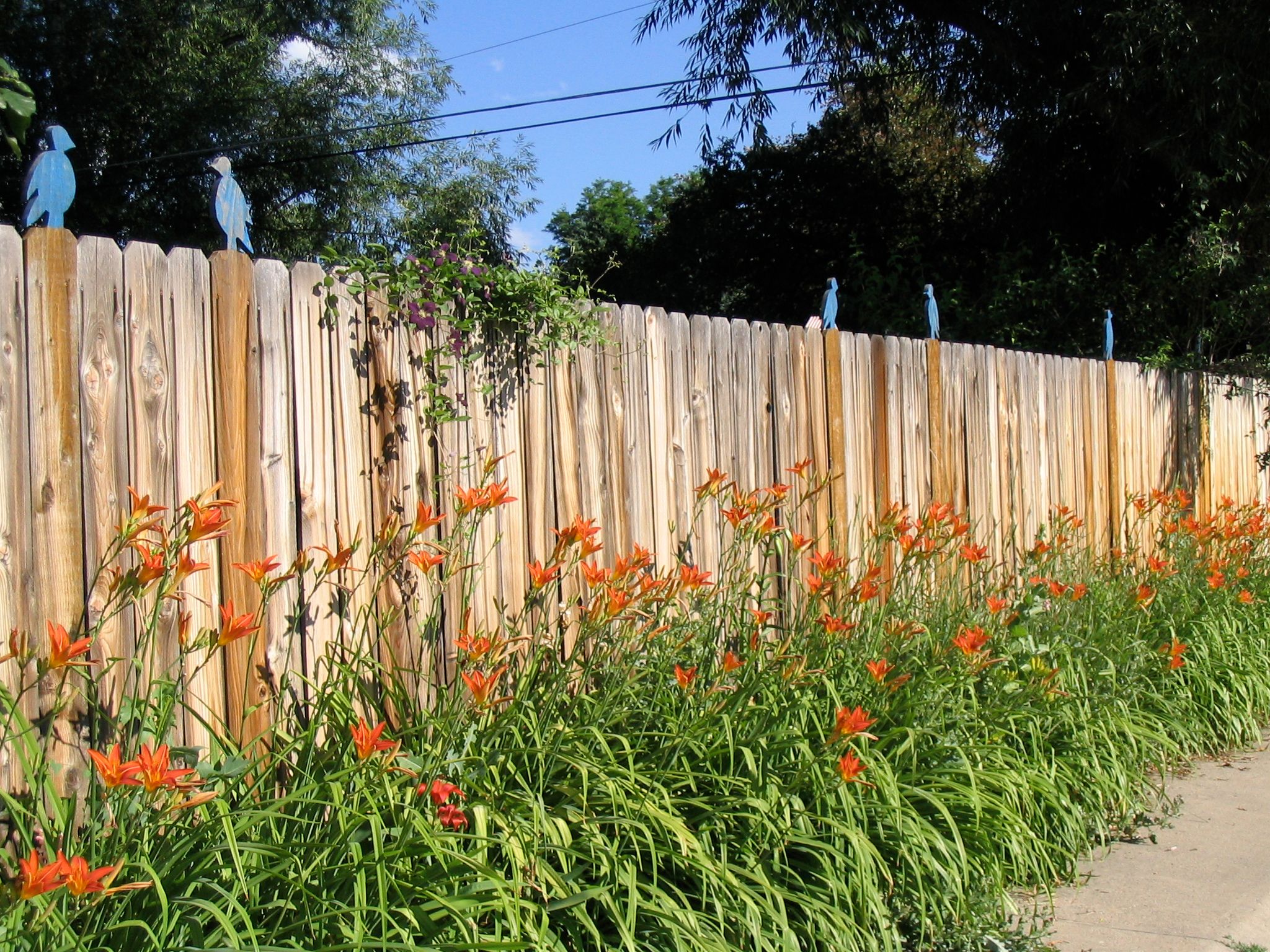 Birds on a Fence