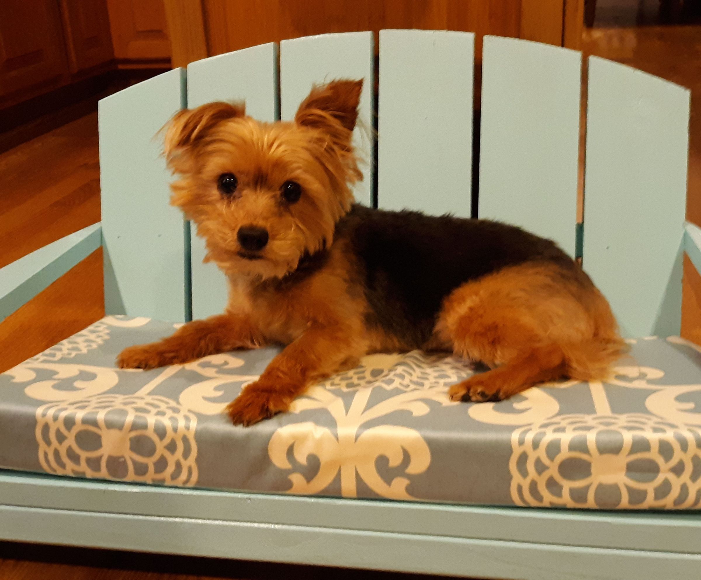 Outdoor Adirondack Chair for Your Pets