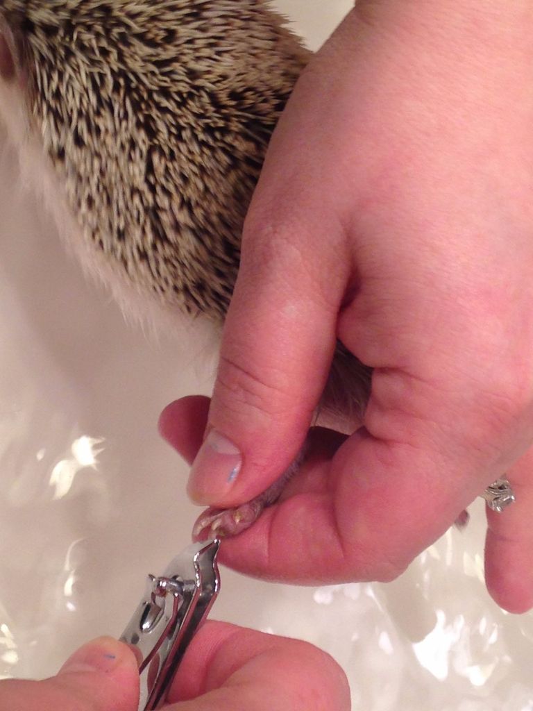 How to Cut Hedgehog Nails: Expert Tips for Safe Trimming