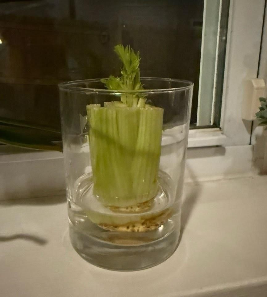 How to Regrow Celery at Home