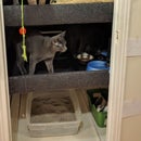 A Cat Chalet; Why Not?