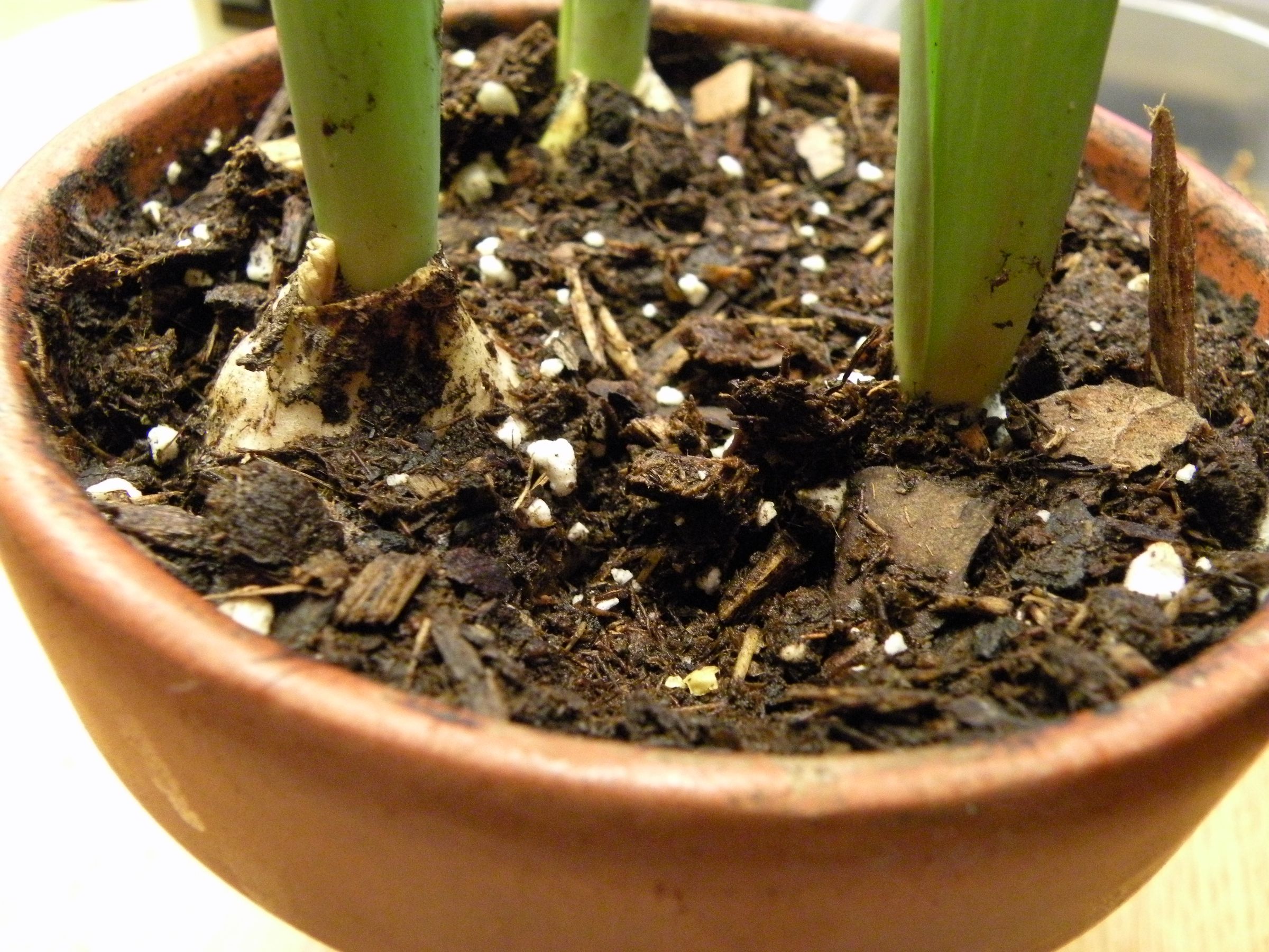 How to Keep a House Plant Alive 7 Steps (with Pictures) Instructables