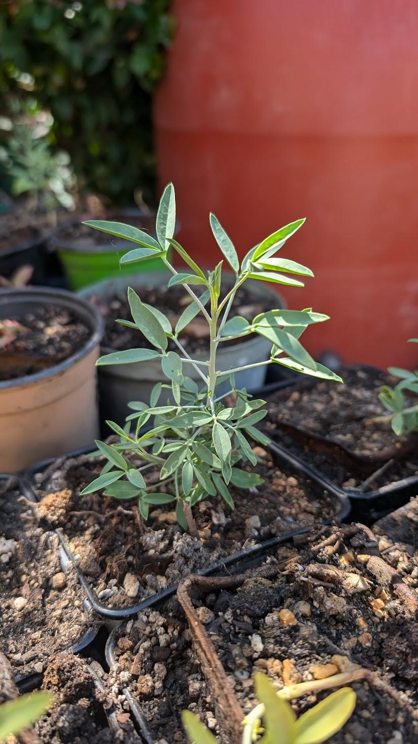 Grow!