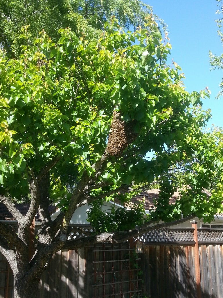 how to get rid of a swarm of bees