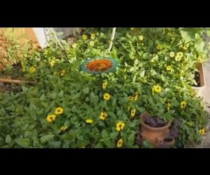 South Florida Soil Building With Mulch