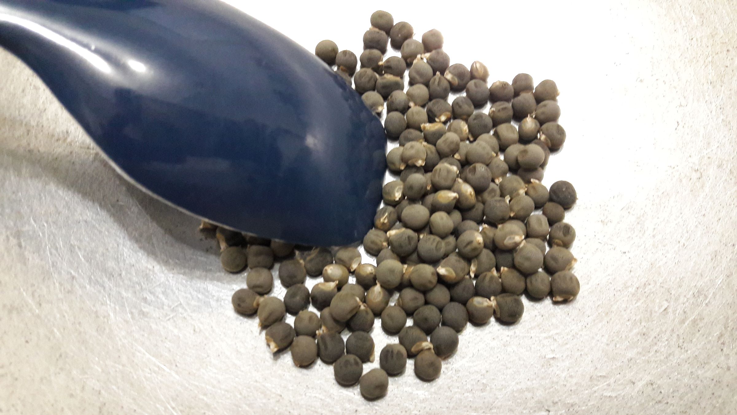 Coffee From Okra Seeds 6 Steps (with Pictures) Instructables