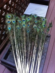 How to Make a Peacock Costume