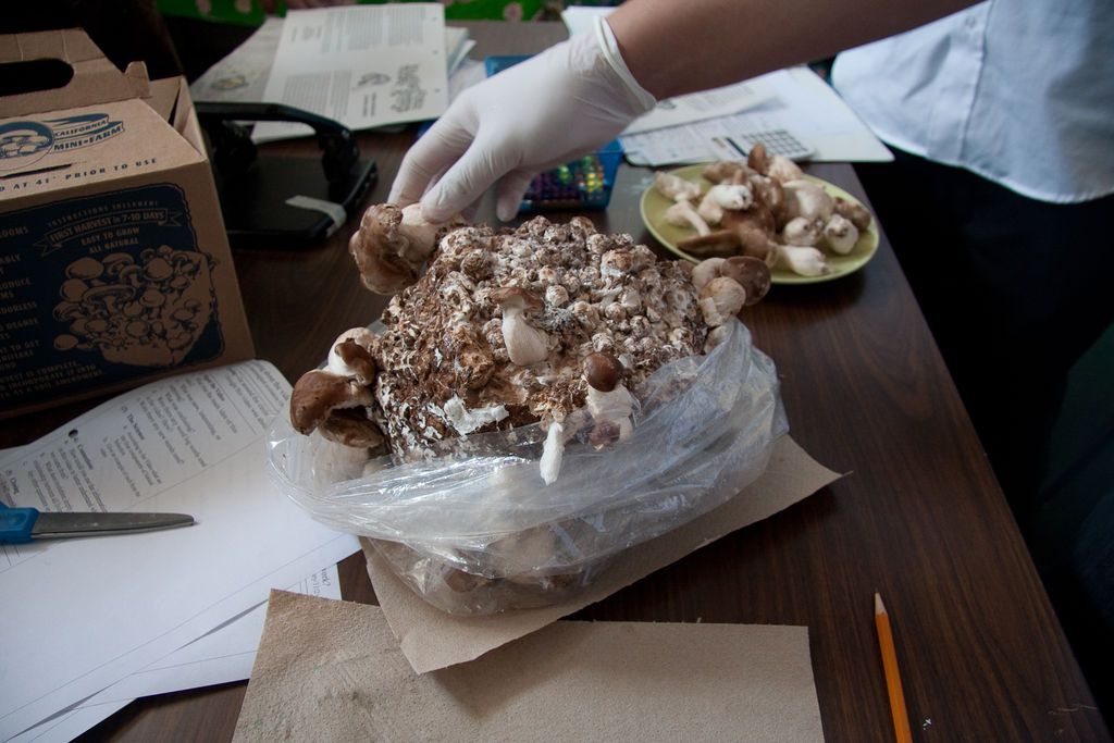 Making a Mushroom Log Overview