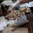 Making a Mushroom Log Overview