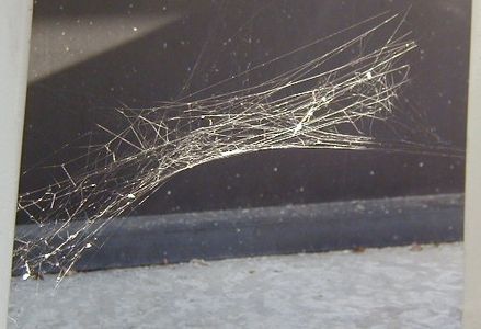 How to Make Spider Silk Thread : 8 Steps (with Pictures) - Instructables